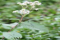 Persicaria hastatoauriculata